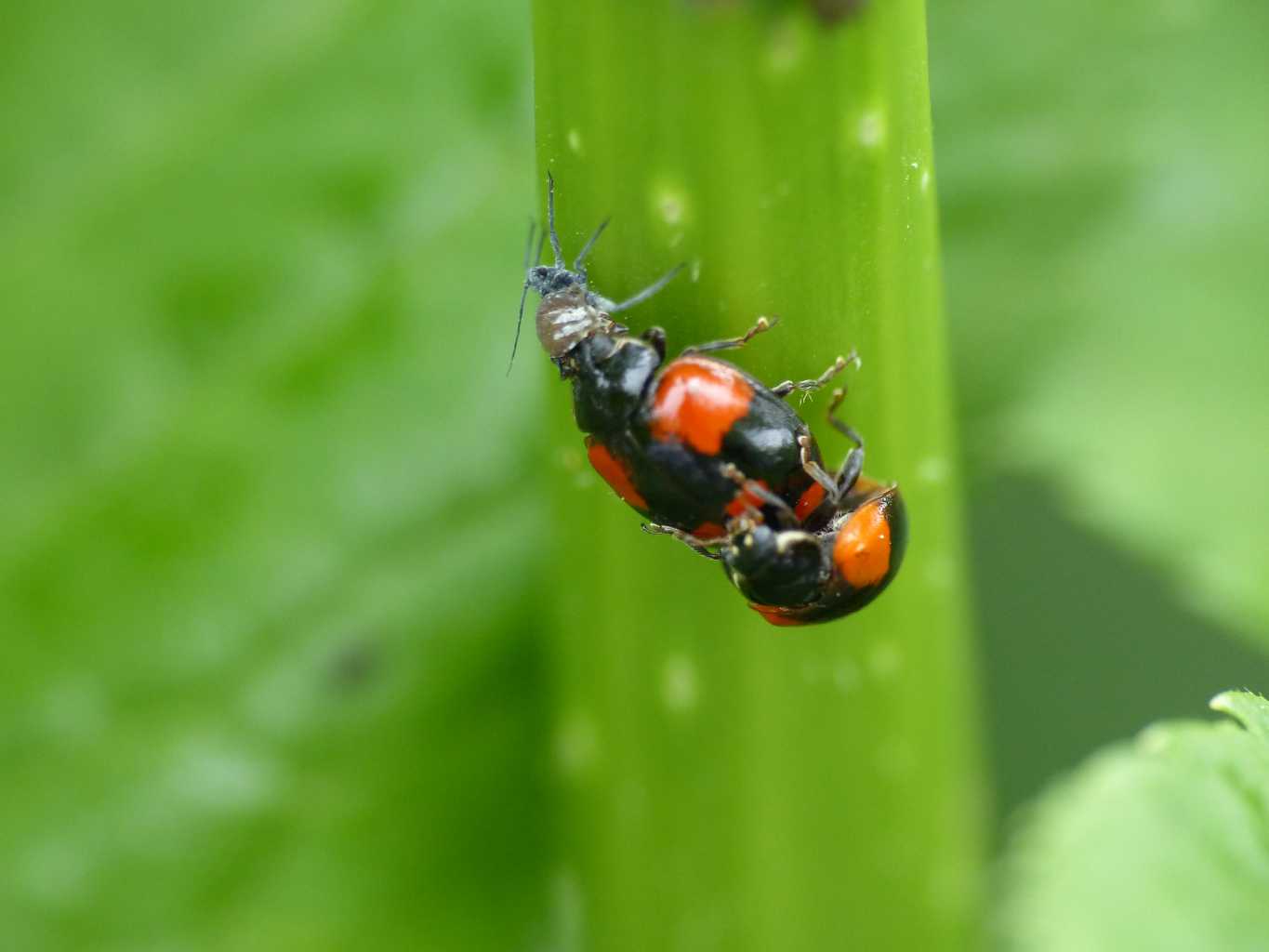 Aphis sambuci? con coccinelle